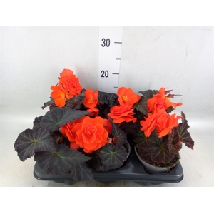 Begonia