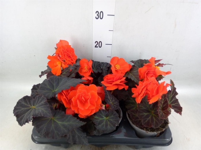 <h4>Begonia</h4>