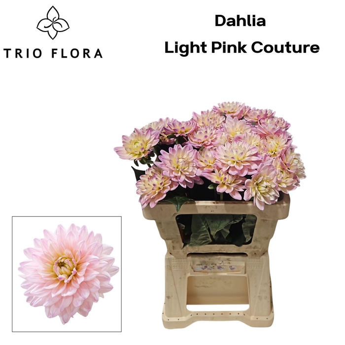 <h4>DAHLIA LIGHT PINK COUTURE</h4>