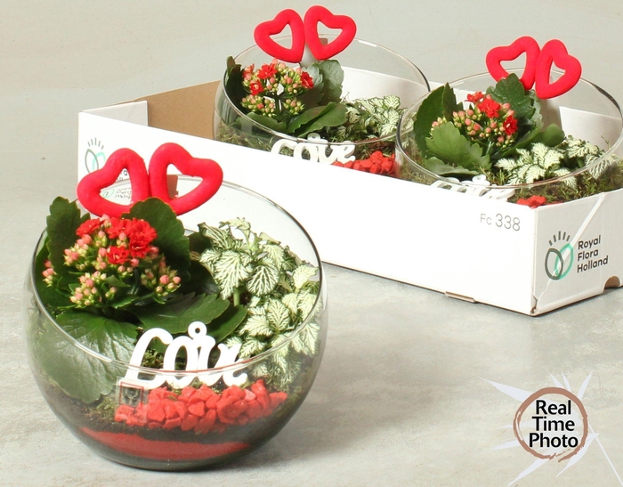 <h4>ARR KAMERPL</h4>