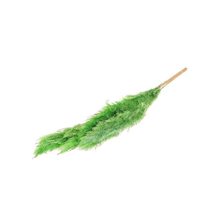 <h4>Bunch Gynerium 5 Pcs Slv L120</h4>