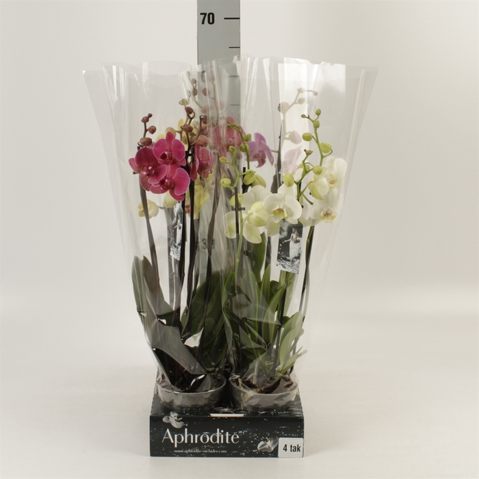 <h4>Phalaenopsis   ...mix</h4>