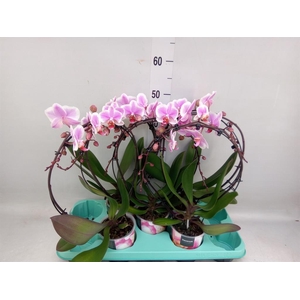 Phalaenopsis   ...