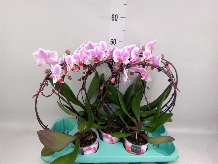 <h4>Phalaenopsis ...</h4>