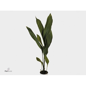 Aspidistra Orca