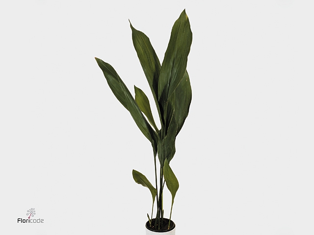 <h4>Aspidistra Orca</h4>