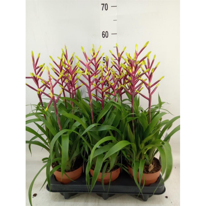 <h4>Guzmania 'Misty'</h4>