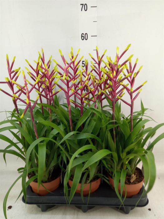 <h4>Guzmania 'Misty'</h4>