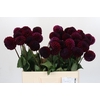 Dahlia Black Lars