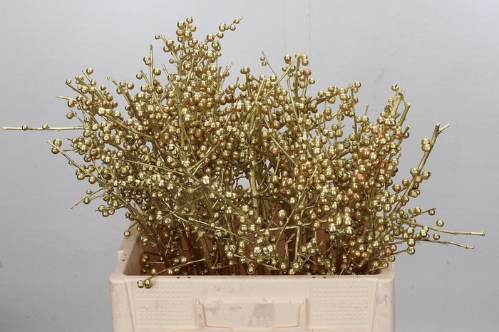 Ilex paint Goud