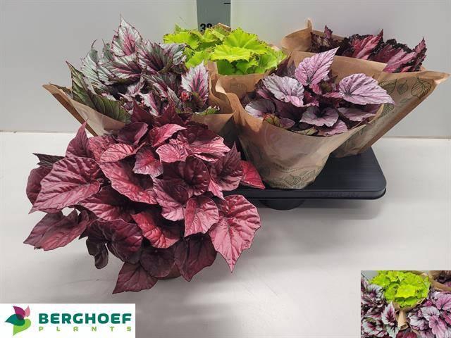 <h4>BEG BEL GEM</h4>