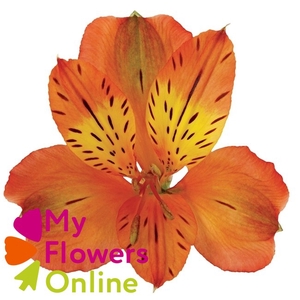 Alstr Perfection Orange 80cm CO