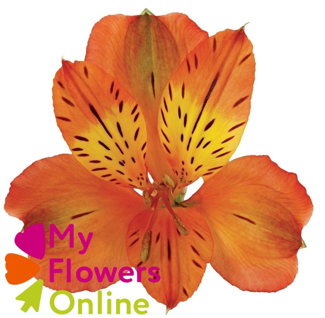 <h4>Alstr Orange 80cm EC</h4>