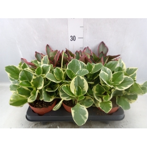 Peperomia   ...mix