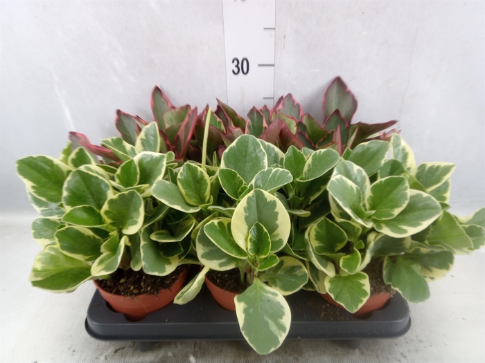 <h4>Peperomia   ...mix</h4>