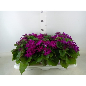 Pericallis cr. 'Mandala Magenta'