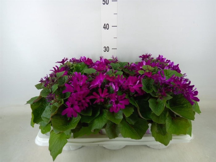 <h4>Pericallis cr. 'Mandala Magenta'</h4>