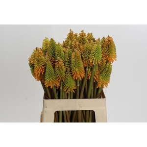 Kniphofia Eycone Peach