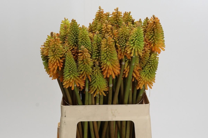 <h4>Kniphofia Eycone Peach</h4>