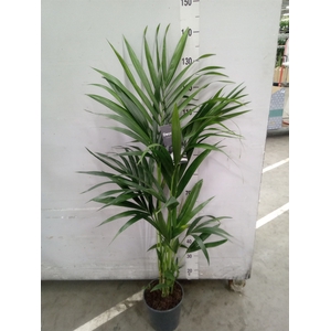 Howea forsteriana