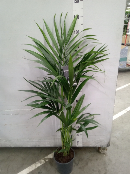 <h4>Howea forsteriana</h4>