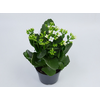 KALANCHOE P11 BRANCO