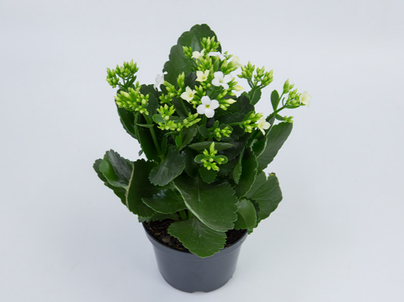 KALANCHOE P11 BRANCO