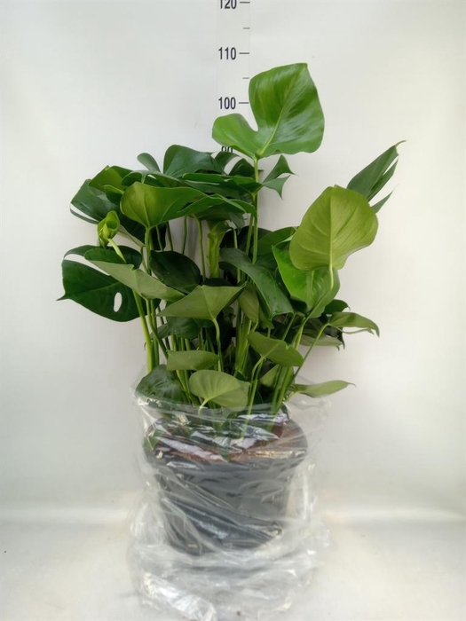 <h4>Monstera delic.</h4>
