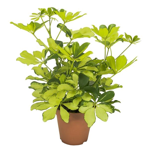 <h4>Schefflera arboricola 'Melanie'</h4>