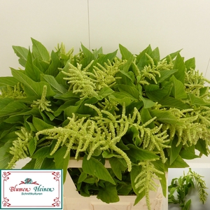 AMAR CA GREEN CORD