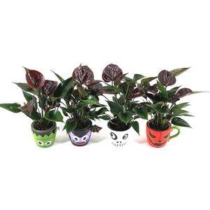 Anthurium XL.106 Chelsey Chocolate met keramieken Halloween mok