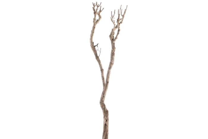 <h4>Syringa Branch Extra Kremenliev</h4>