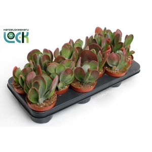 Kalanchoe Red Lips