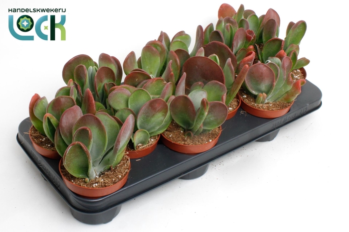 <h4>Kalanchoe Red Lips</h4>