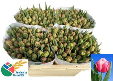 <h4>Tu Du Columbus</h4>