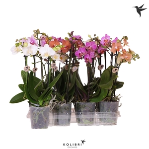 Kolibri Orchids Phalaenopsis Mix 2 spike no potcover