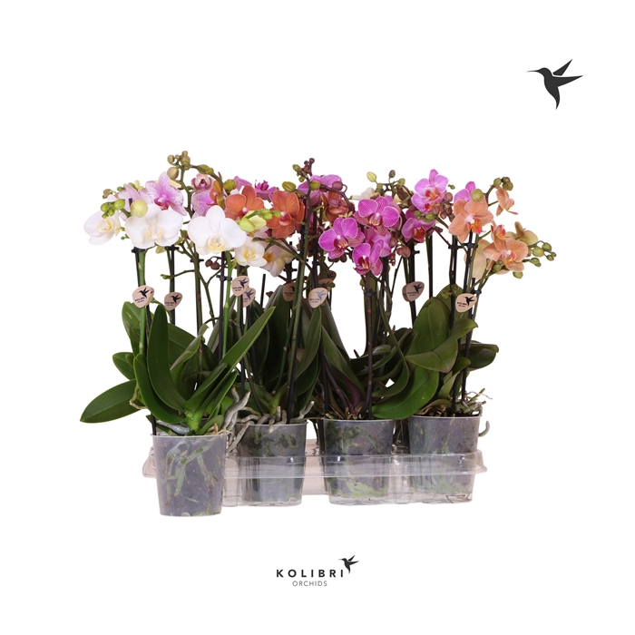 <h4>Kolibri Orchids Phalaenopsis Mix 2 spike no label</h4>