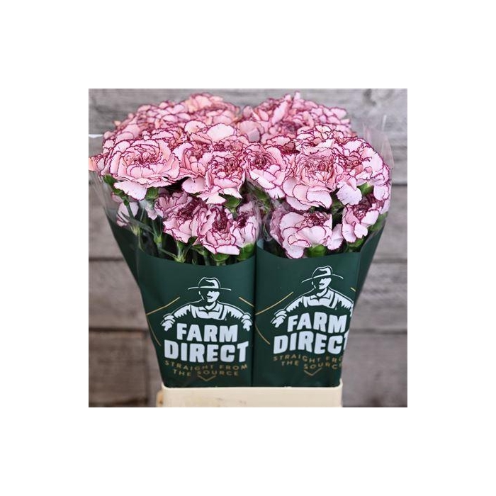 <h4>Di St Damascus</h4>