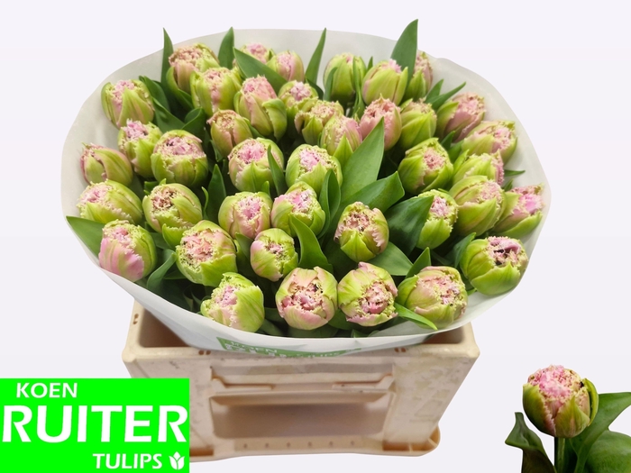 <h4>TU FR CAIRNS</h4>