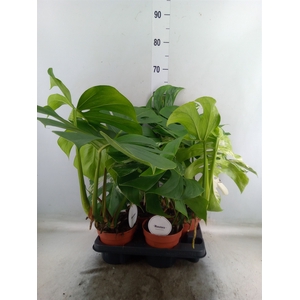 Monstera delic. 'Variegata'