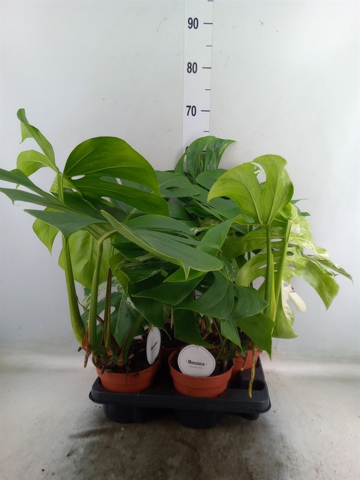 <h4>Monstera delic. 'Variegata'</h4>