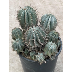 EUPHORBIA HORRIDA