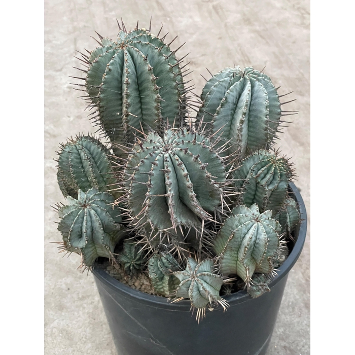 <h4>EUPHORBIA HORRIDA</h4>