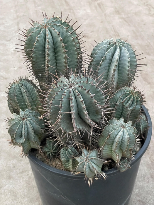 <h4>EUPHORBIA HORRIDA</h4>