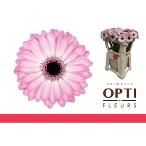 GE MI LOLLIPOP-Water