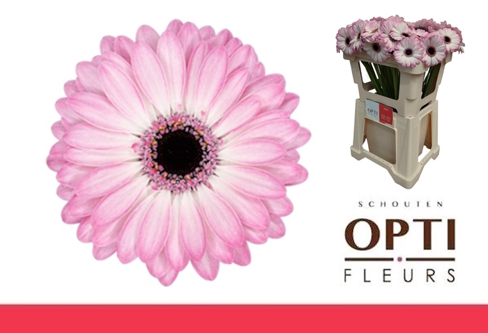 <h4>Germini Lollipop Water</h4>