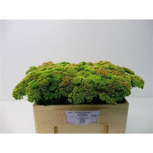 Sedum Spectabile