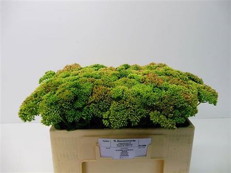 <h4>Sedum Spectabile</h4>