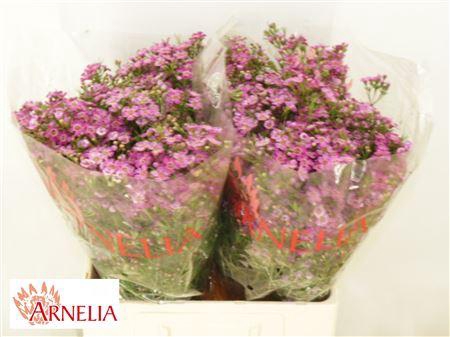 <h4>Chamelaucium Purple Rain 60cm</h4>