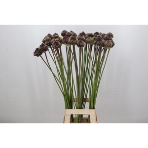 Allium Red Mohican